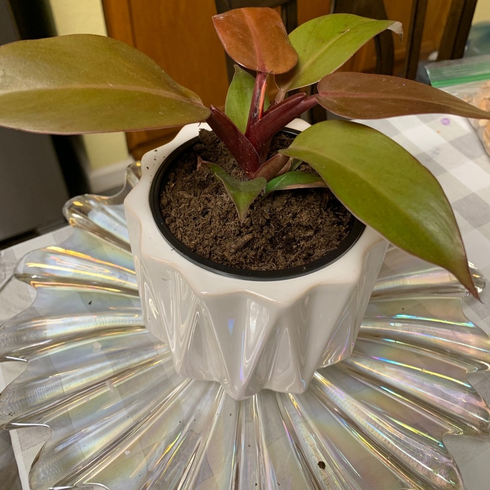 Meet your Posher, Janet